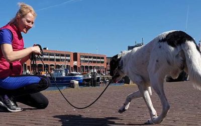 Gedragstherapie voor je hond – hoe werkt dat ?