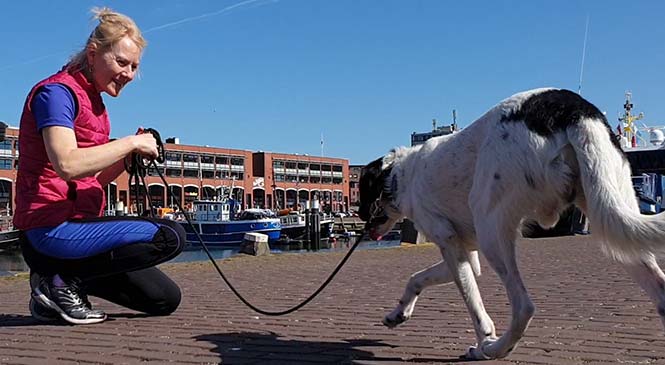 Gedragstherapie hond