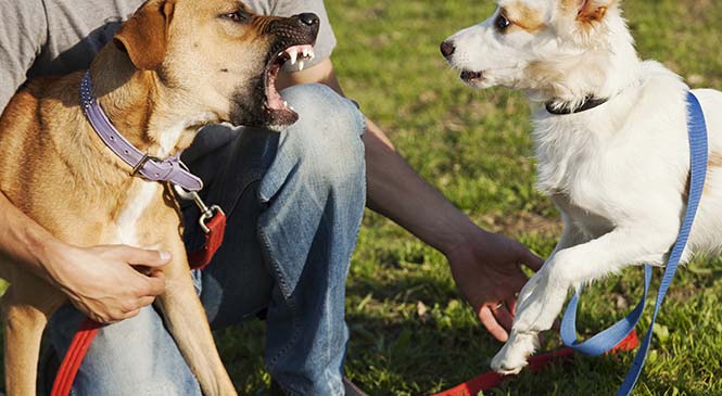 Controle over je hond