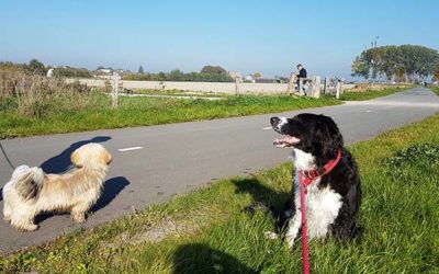 Controle over je hond