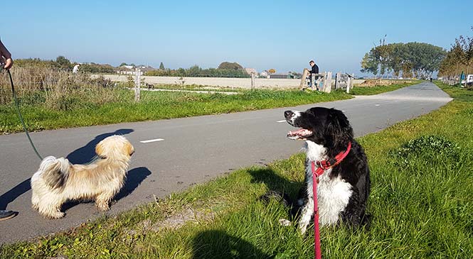 Controle over je hond