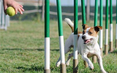 6 Manieren om je hond mentaal uit te dagen