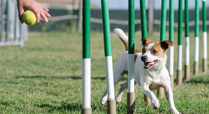 Hond geestelijk uitdagen Hond geestelijk uitdagen