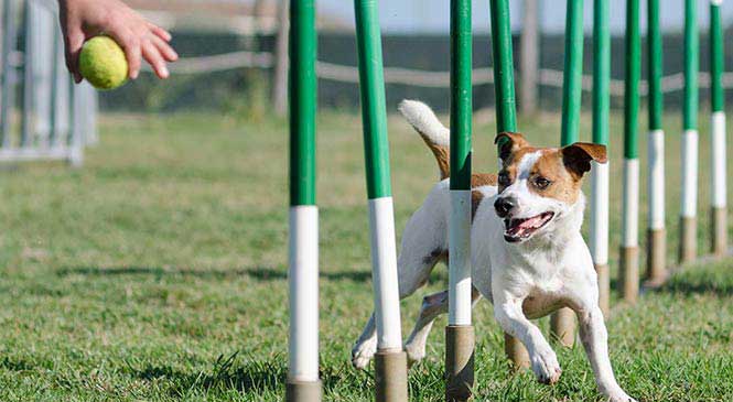 6 Manieren om je hond mentaal uit te dagen