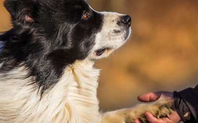 Hoe maak je een hond gelukkig: 8 tips