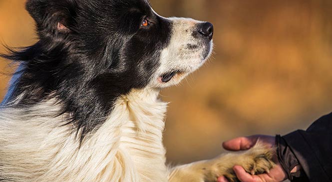 Hoe maak je een hond gelukkig: 8 tips