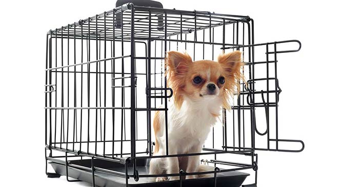Vorige vuist Streven Hoe gebruik je een hondenbench: 10 tips - Zephalinda Dog Coach