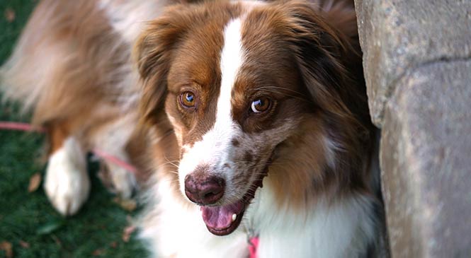 Hond bang voor onweer