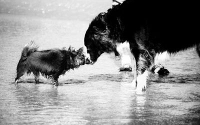 Hond en baby