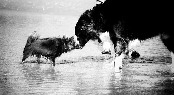 Hond en baby