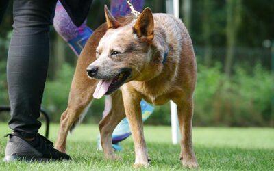 Hond valt aan zonder waarschuwing