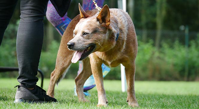 Hond valt aan zonder waarschuwing