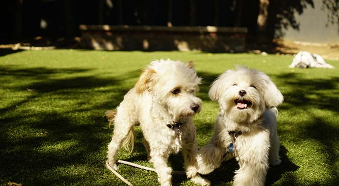 Een pup bijten afleren