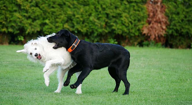 Hond valt aan zonder waarschuwing