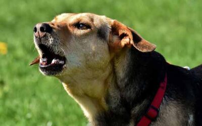 Hond blaft naar voorbijgangers