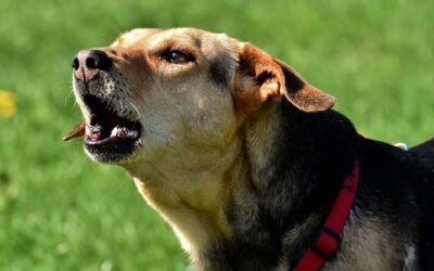 Waarom blaft mijn hond naar andere honden