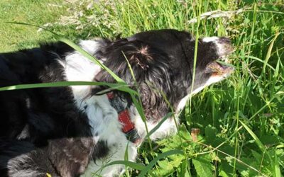 Waarom eet een hond gras ?