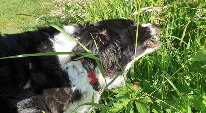 Hond eet gras