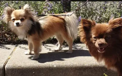 Chihuahua: typische gedragsproblemen