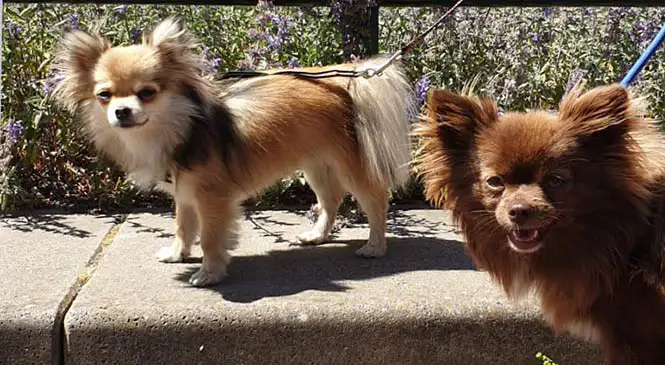 Chihuahua: typische gedragsproblemen