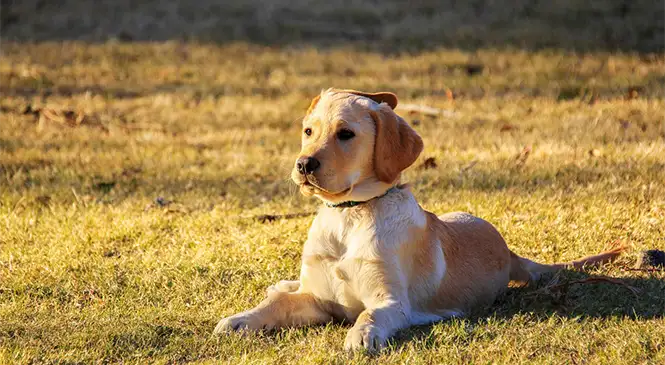Golden Retriever: typische gedragsproblemen