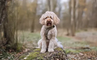Labradoodle: typische gedragsproblemen