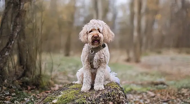 Labradoodle: typische gedragsproblemen