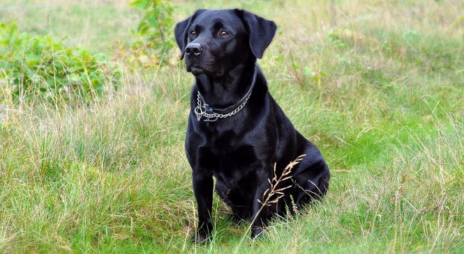 Labrador: typische gedragsproblemen
