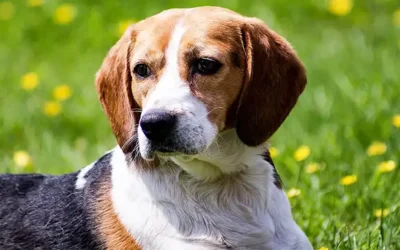 Beagle: typische gedragsproblemen