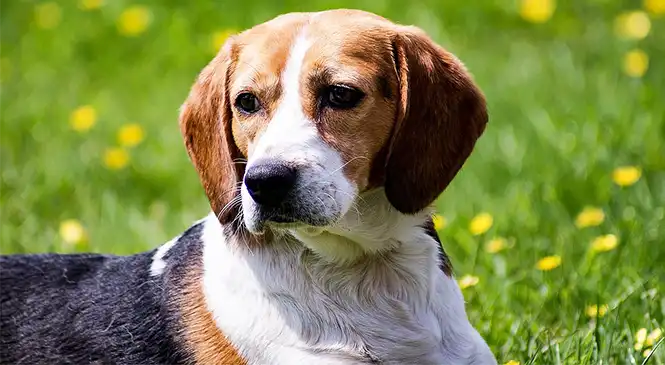 Gedragsproblemen bij Beagles – praktijkvoorbeeld Beagle – illustratie bij blog over gedragsproblemen