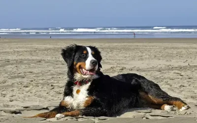 Berner Sennen: typische gedragsproblemen