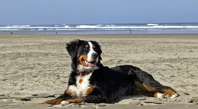 Berner Sennen hond blog over gedragsproblemen Berner Sennenhond op het strand — zachtaardig maar gevoelig ras dat gedrag kan ontwikkelen als hij overvraagd wordt