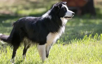 Border Collie: typische gedragsproblemen