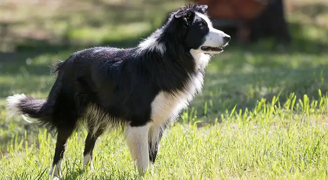 Border collie Border Collie – illustratie bij blog over gedragsproblemen