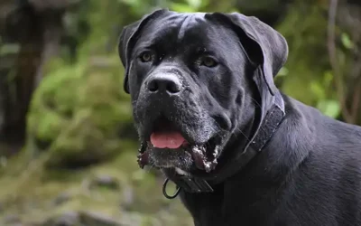 Cane Corso: typische gedragsproblemen