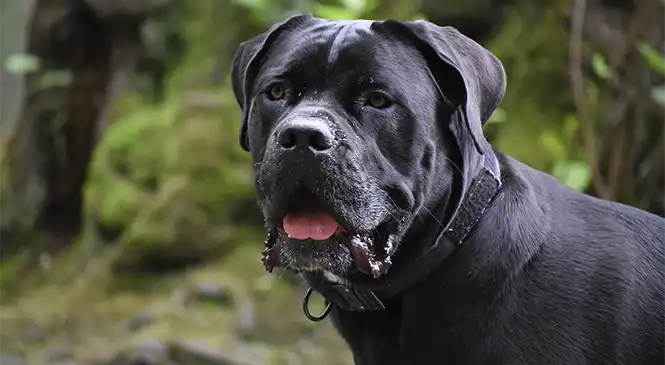 Cane Corso hond bij blog over gedragsproblemen Cane Corso in het bos. Krachtig en waakzaam ras dat gedragsproblemen ontwikkelt bij onvoldoende leiderschap