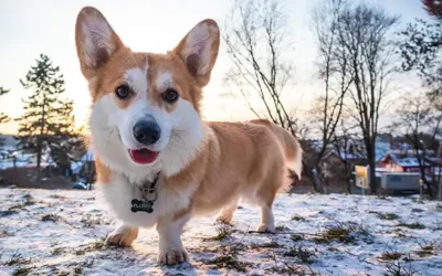 Corgi: typische gedragsproblemen