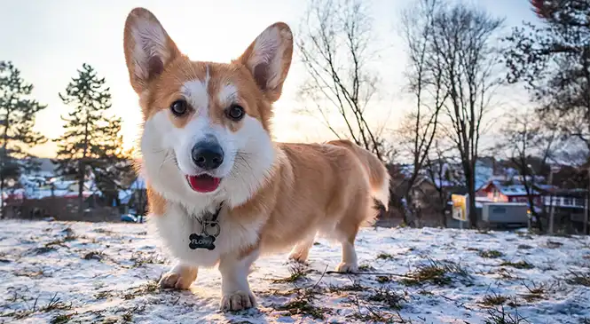 Corgi: typische gedragsproblemen