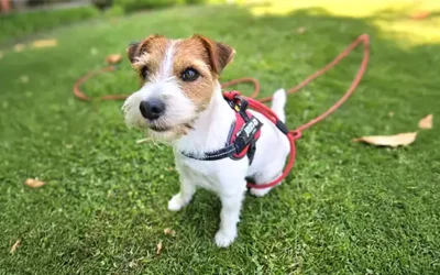 Jack Russell: typische gedragsproblemen