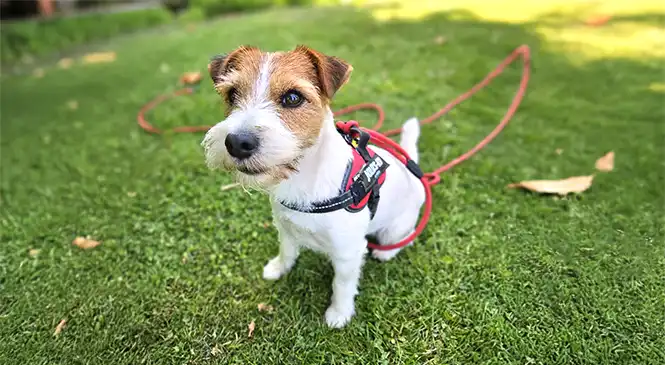 Jack Russell: typische gedragsproblemen