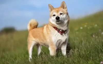 Shiba Inu: typische gedragsproblemen