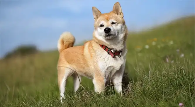 Shiba Inu: typische gedragsproblemen
