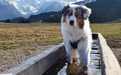 Australian Shepherd: typische gedragsproblemen