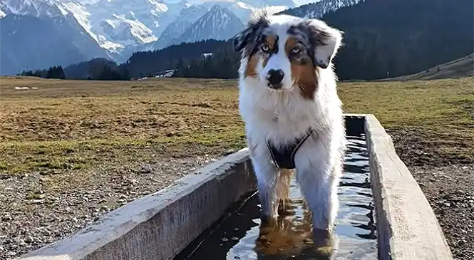 Australian Shepherd Australian Shepherd in de bergen