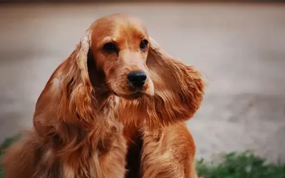 Cocker Spaniël: typische gedragsproblemen