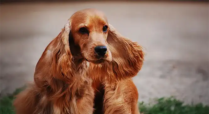 Cocker Spaniël: typische gedragsproblemen