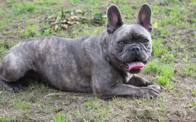 Franse Bulldog: typische gedragsproblemen