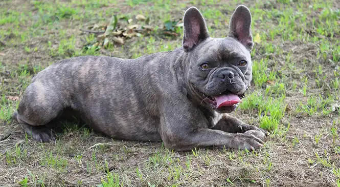 Franse Bulldog – illustratie bij blog over gedragsproblemen