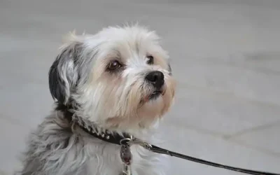 Shih Tzu: typische gedragsproblemen