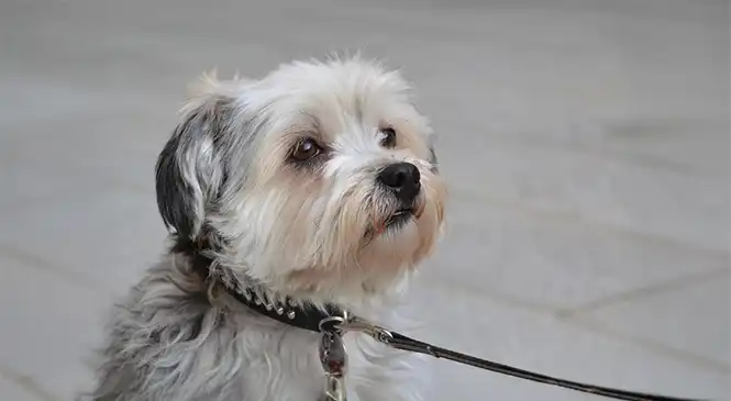 Shih Tzu: typische gedragsproblemen
